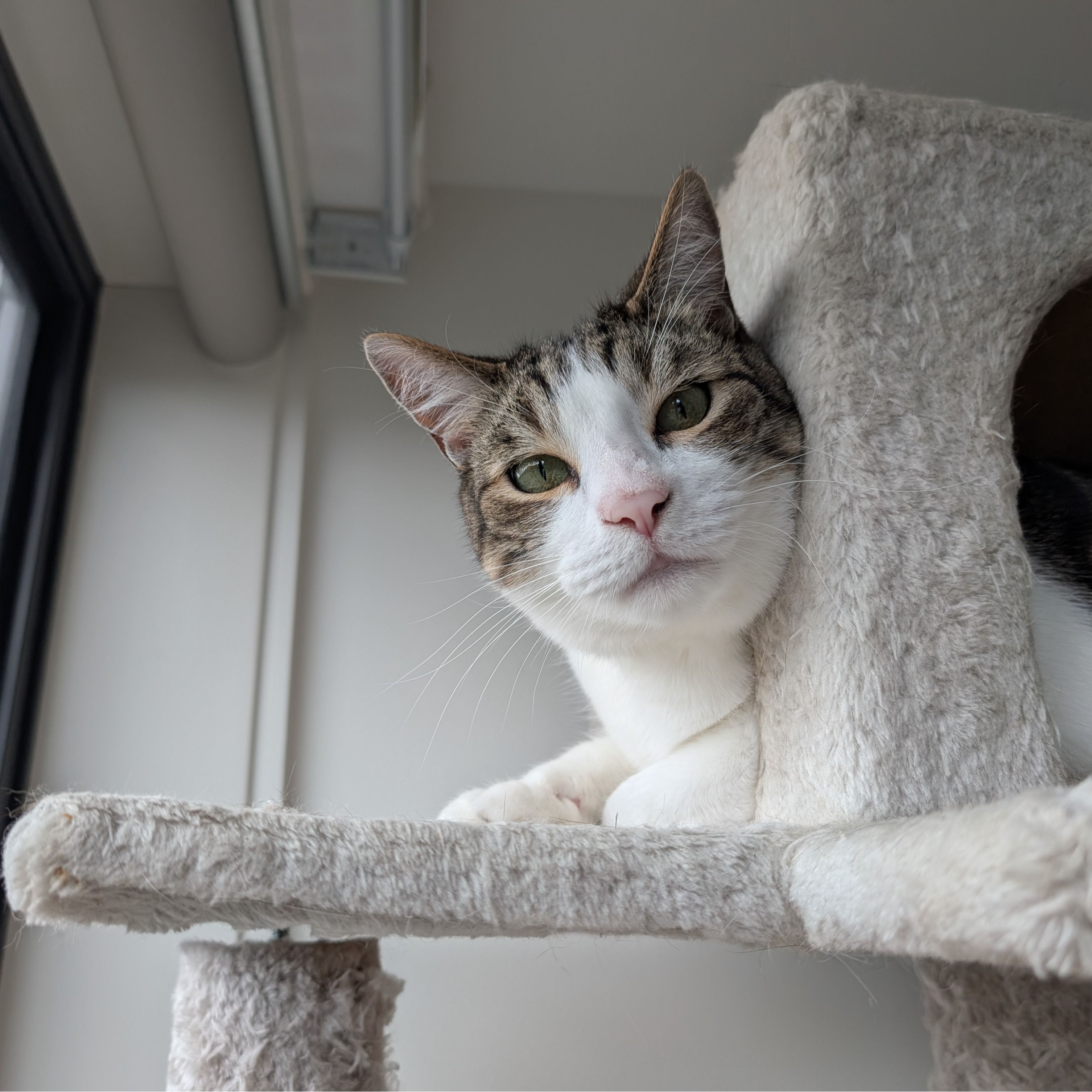 Willow