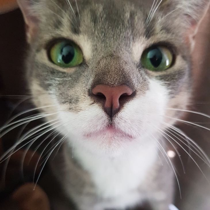 Angel