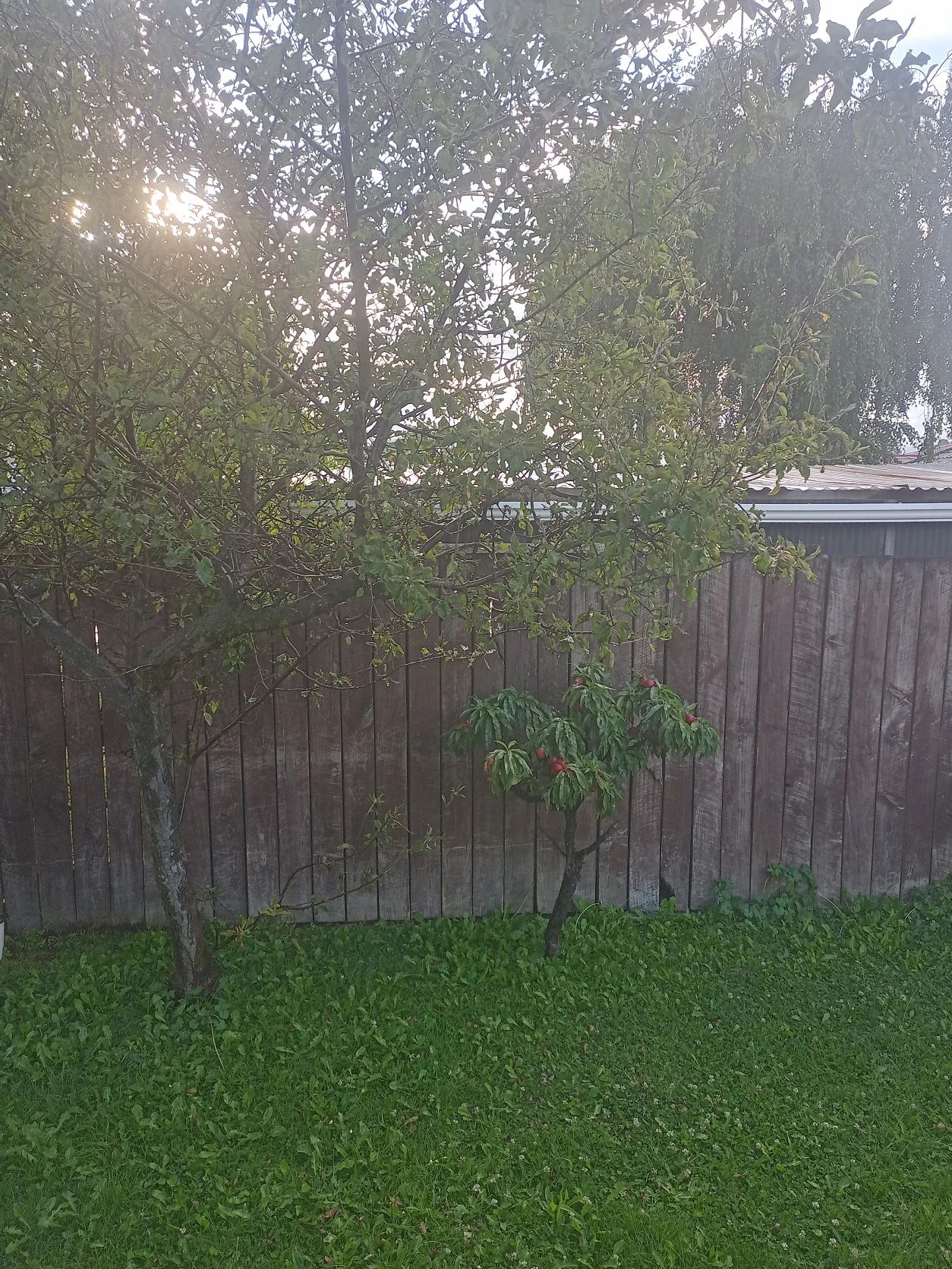 image-17