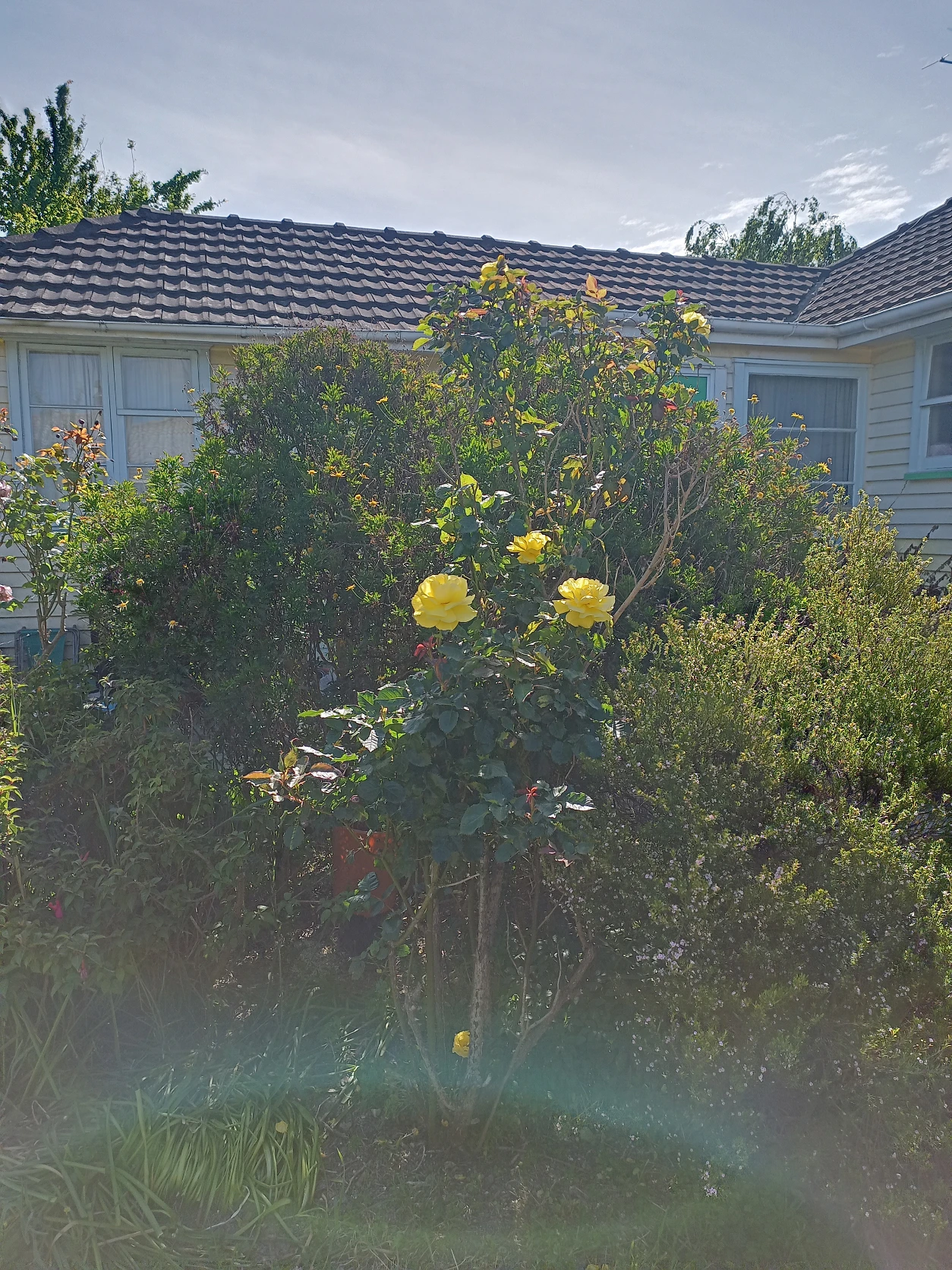 image-15