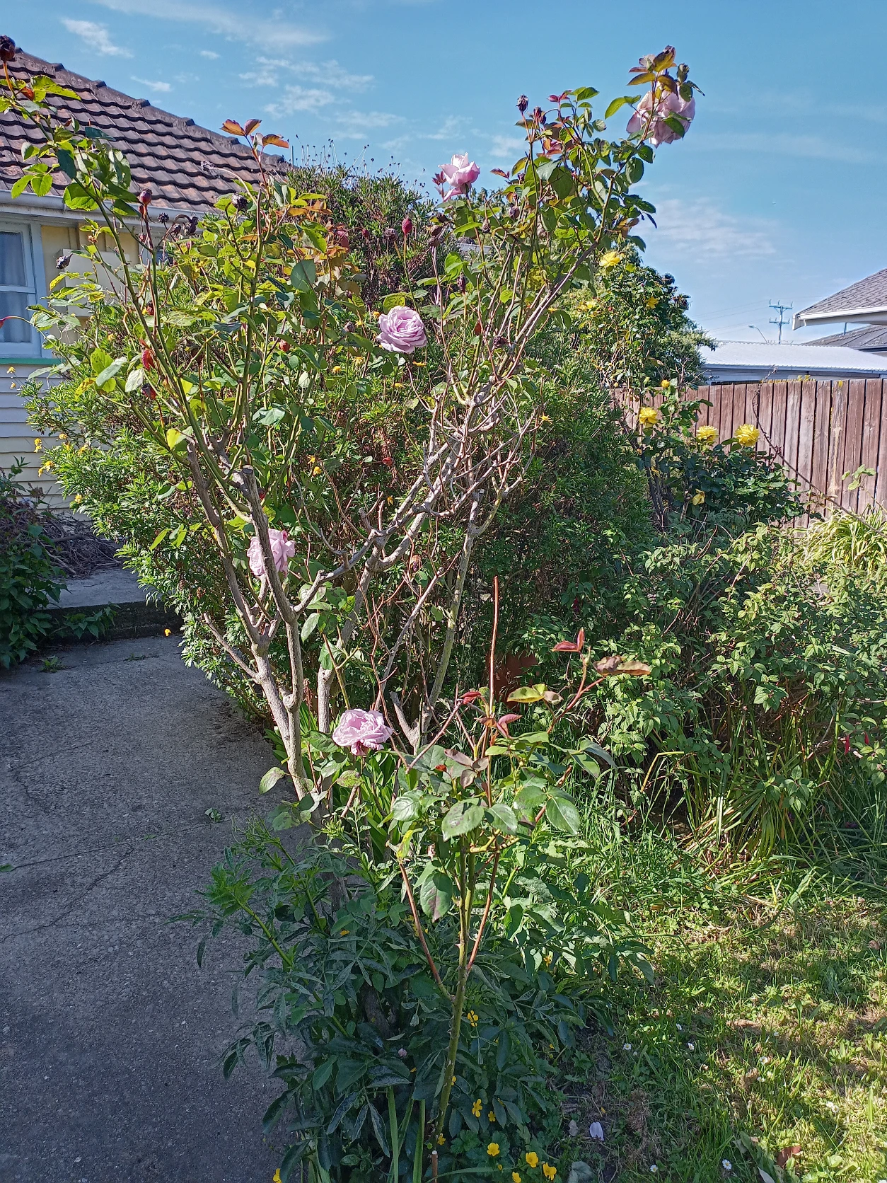 image-14