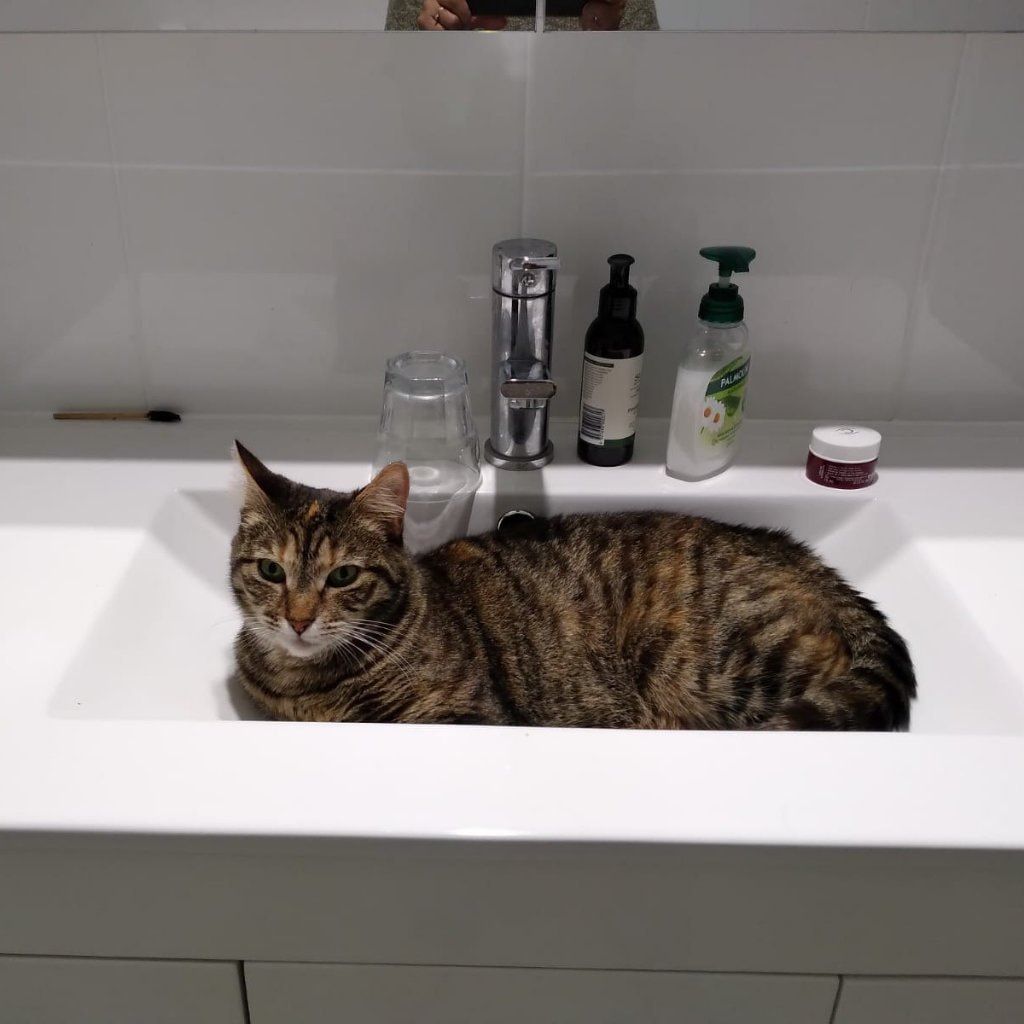 Kitty