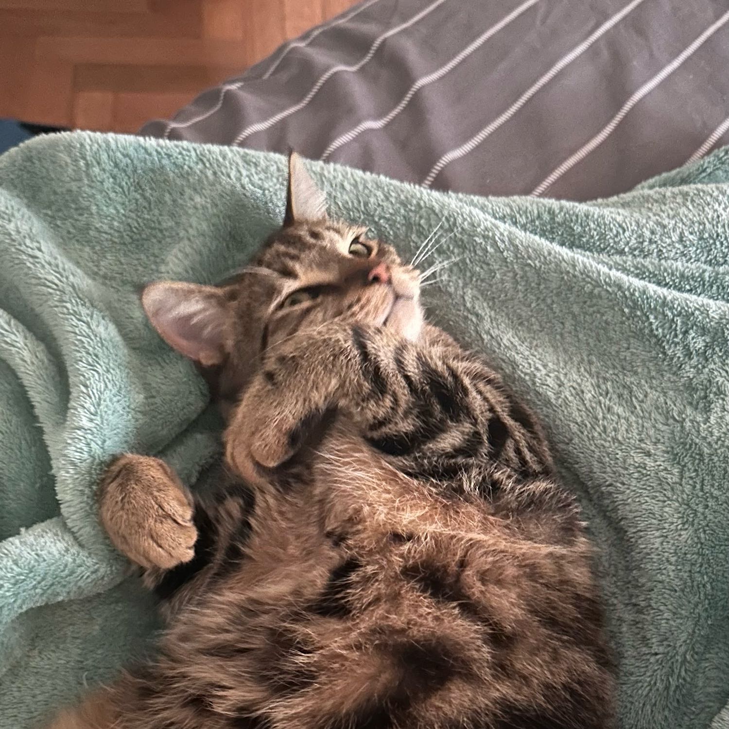 Mowgli