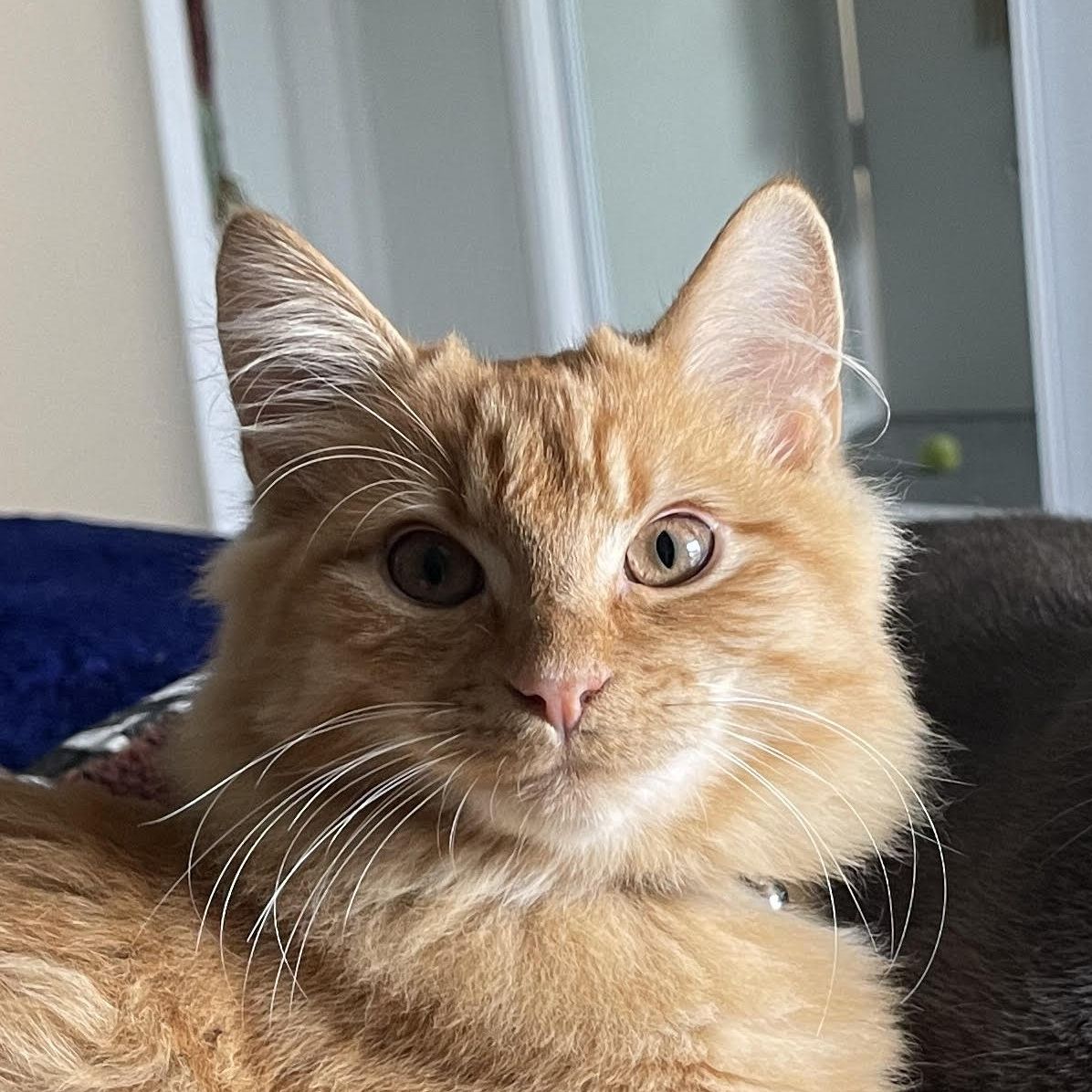Wally