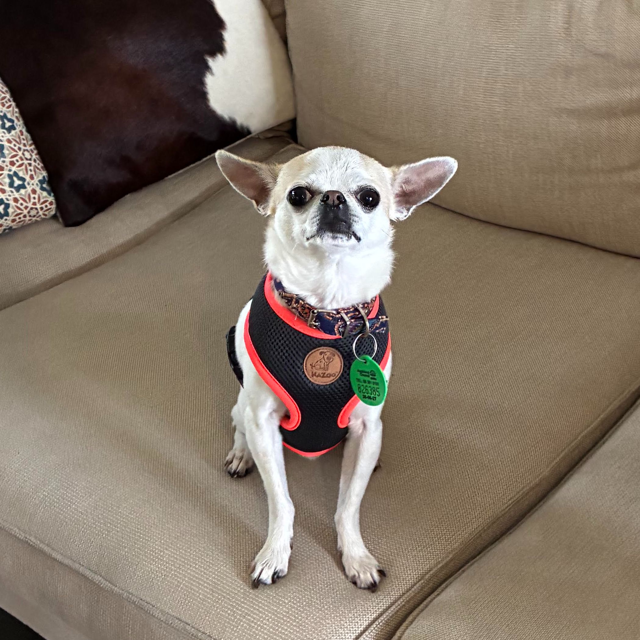 Tito