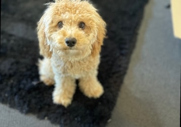 Cosmo