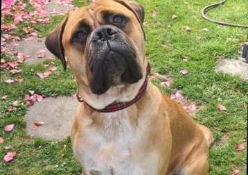 Mac 