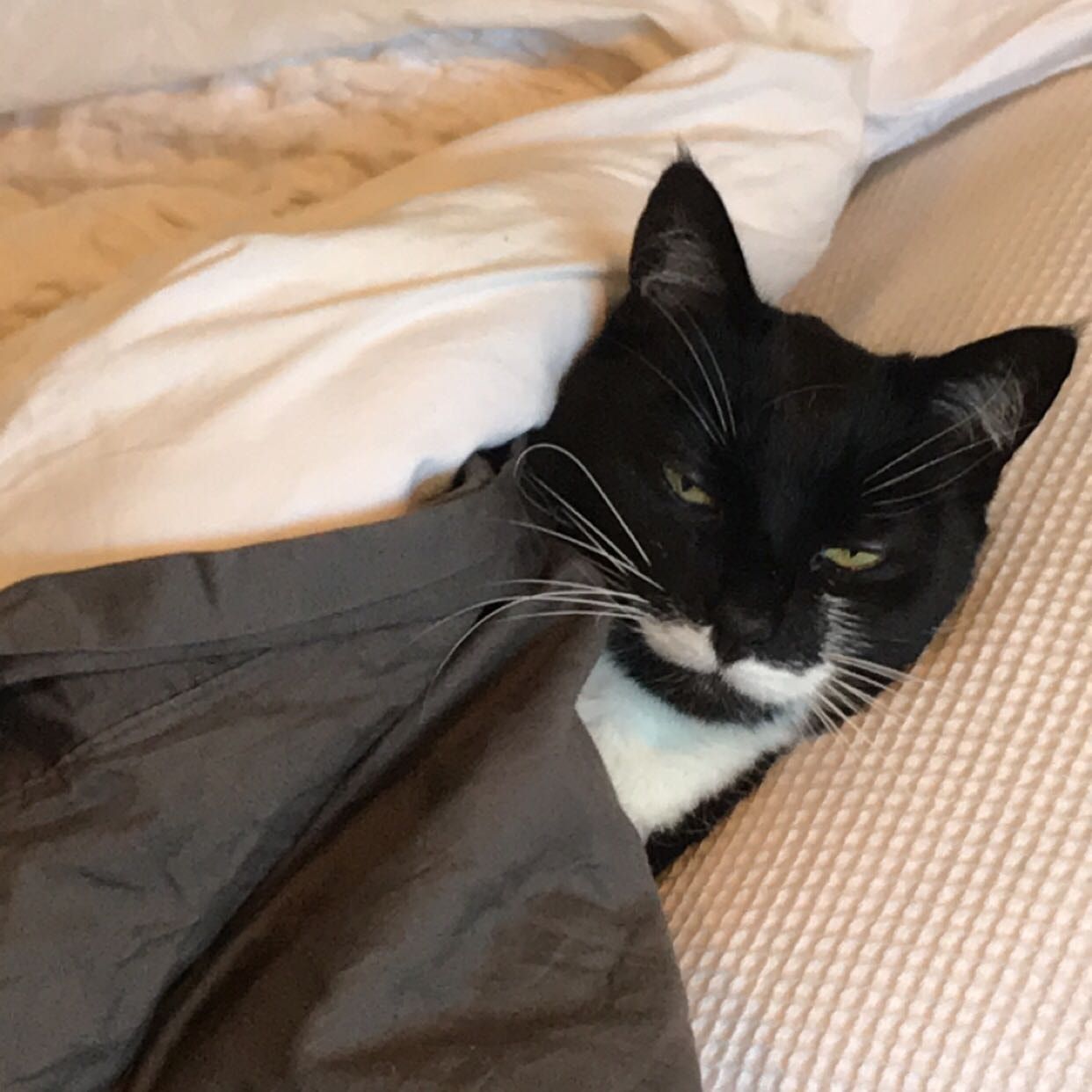 Moosocks