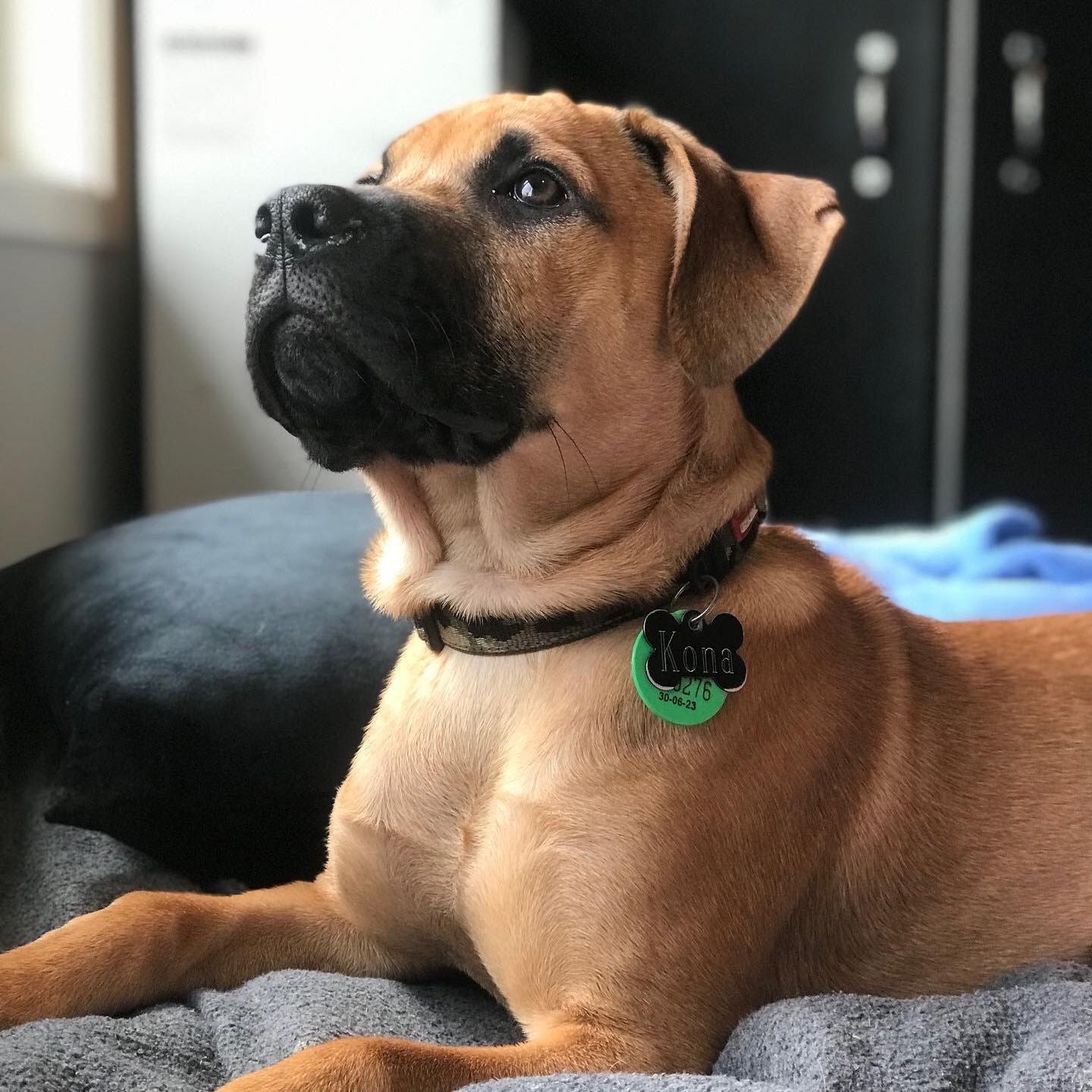 Kona