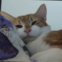 Gingerino