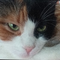 Lady