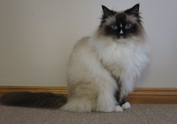 Looby Loo