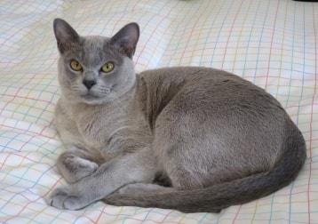 Caspian