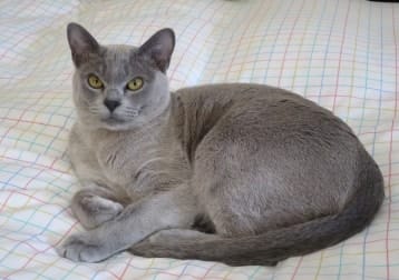 Caspian