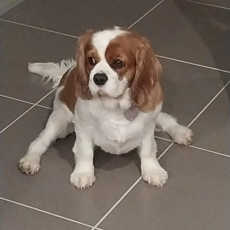 Phoebe
