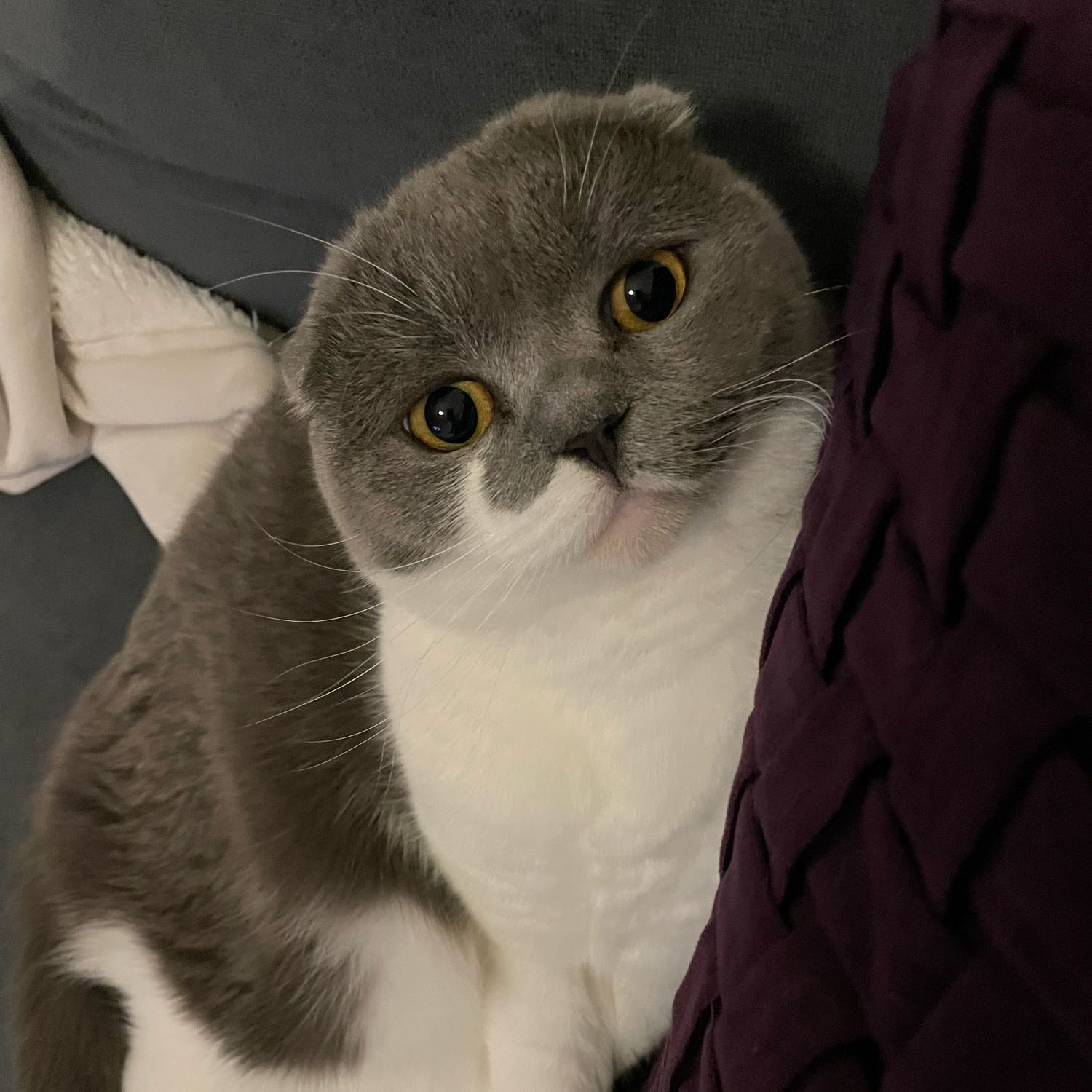 Coco