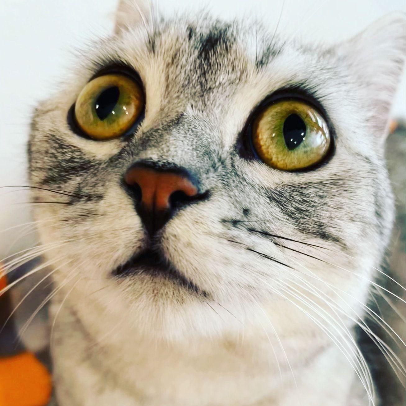 Lila