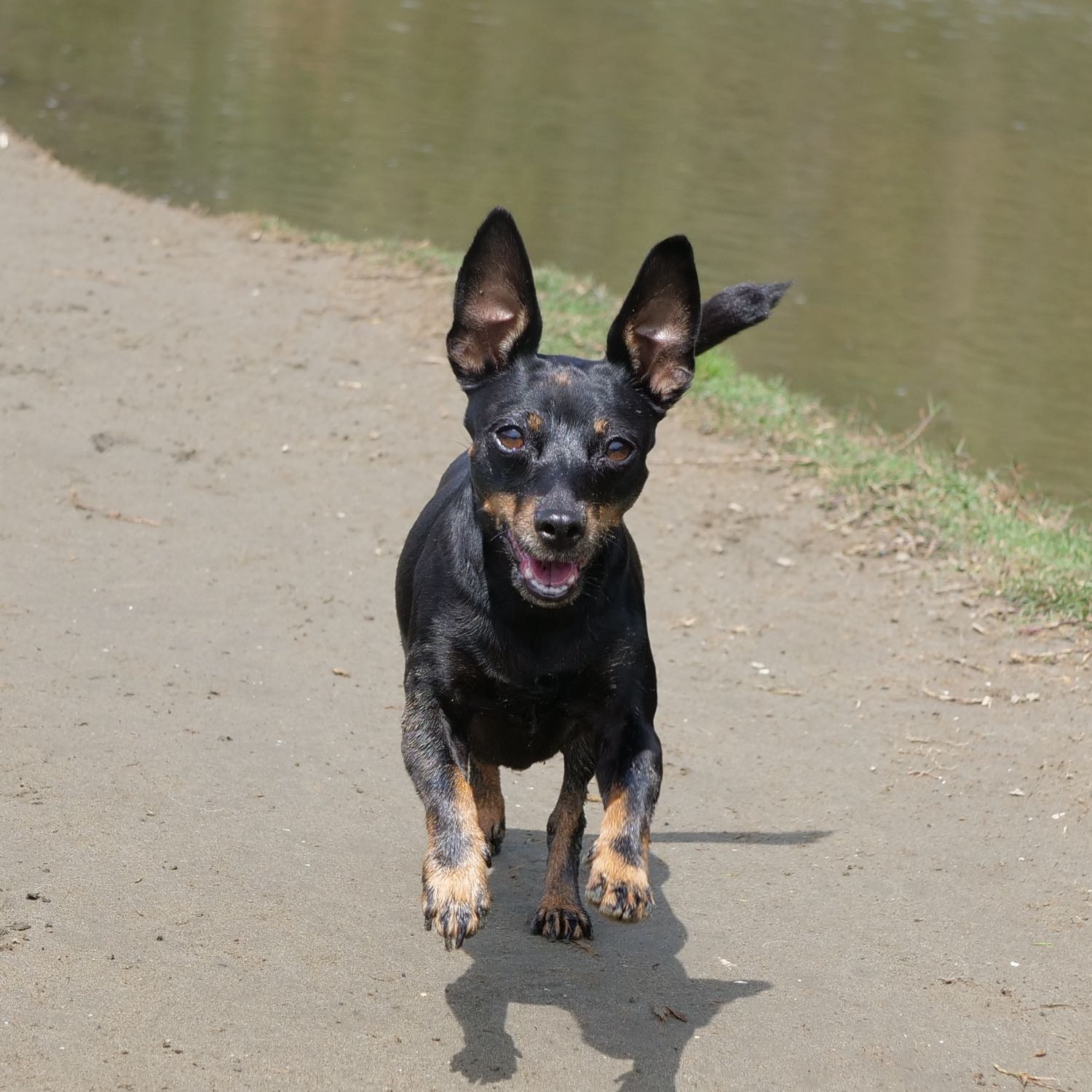 Kihi