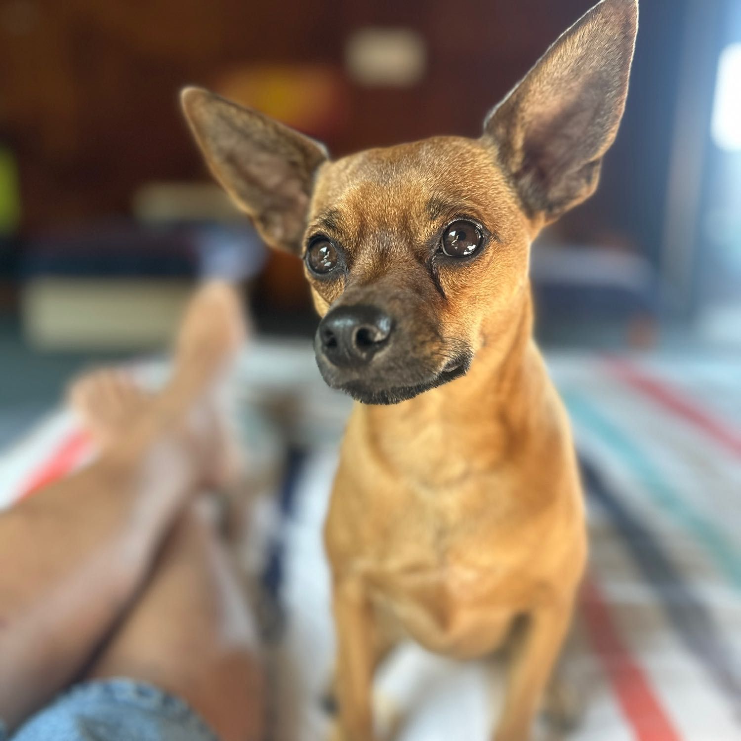 Bruno
