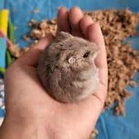 Ash - Hamster