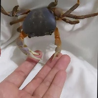 Rainbow Crab