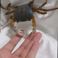 Rainbow Crab