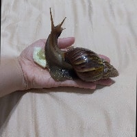 Giant African Land Snail