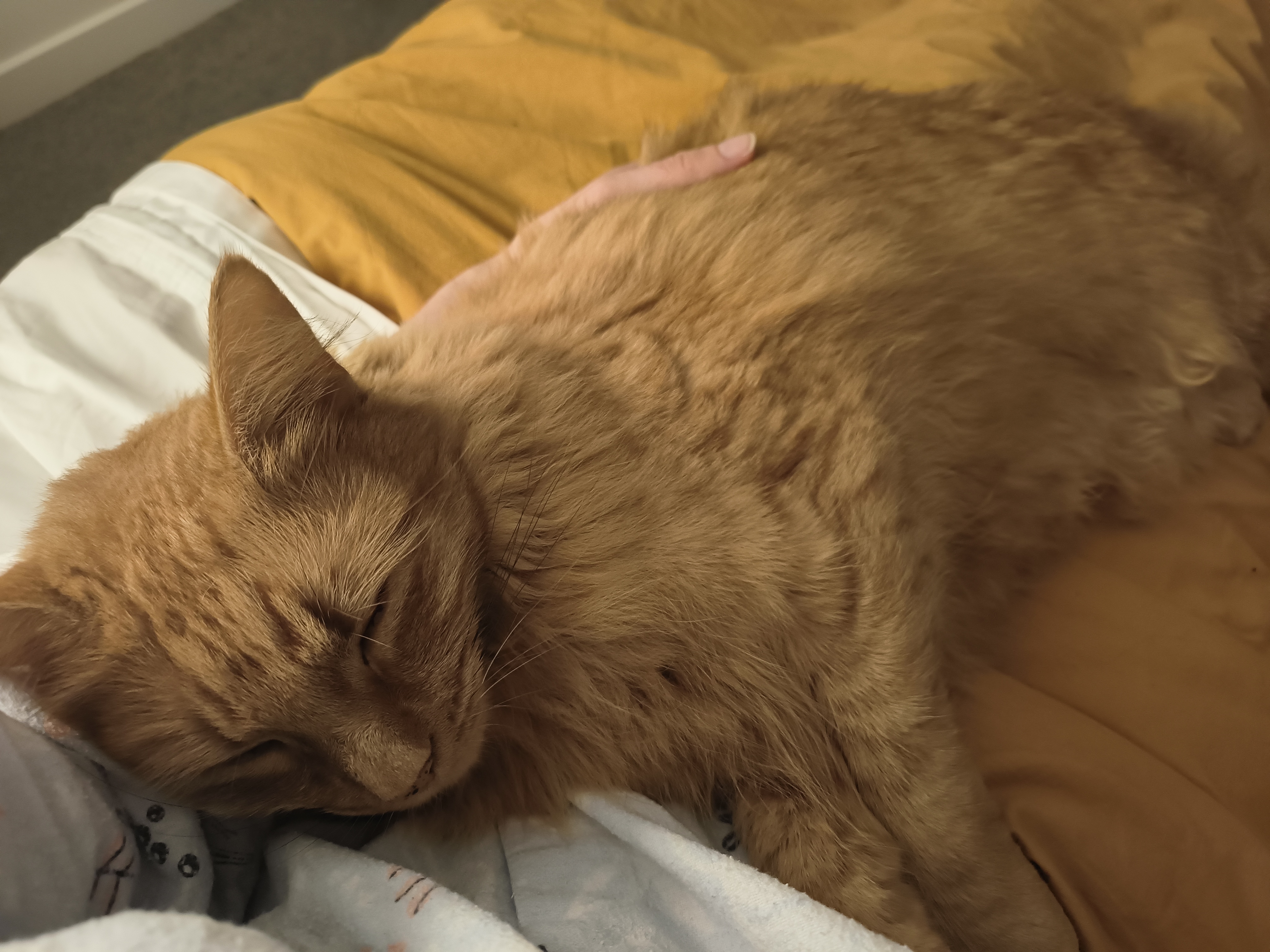 image-11
