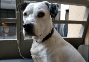 Pepper