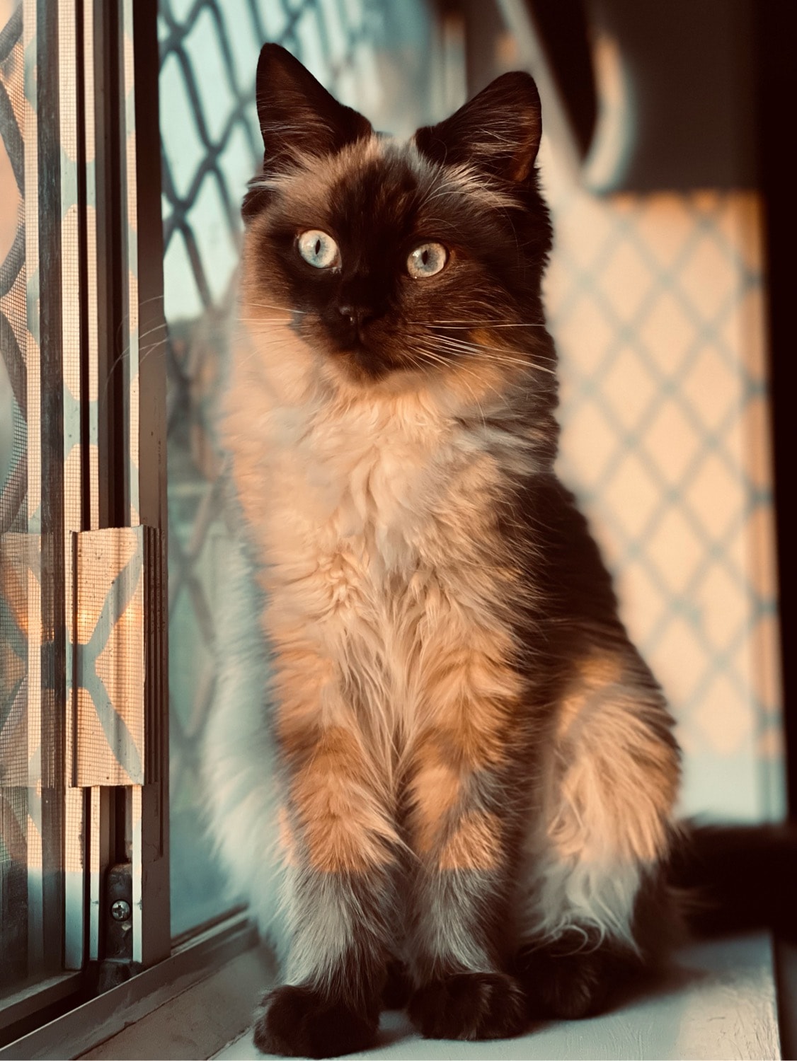 Iris
