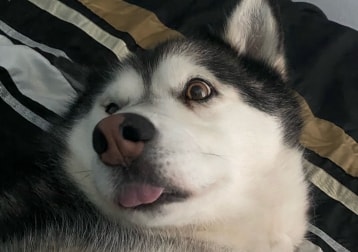 Kiara