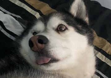 Kiara
