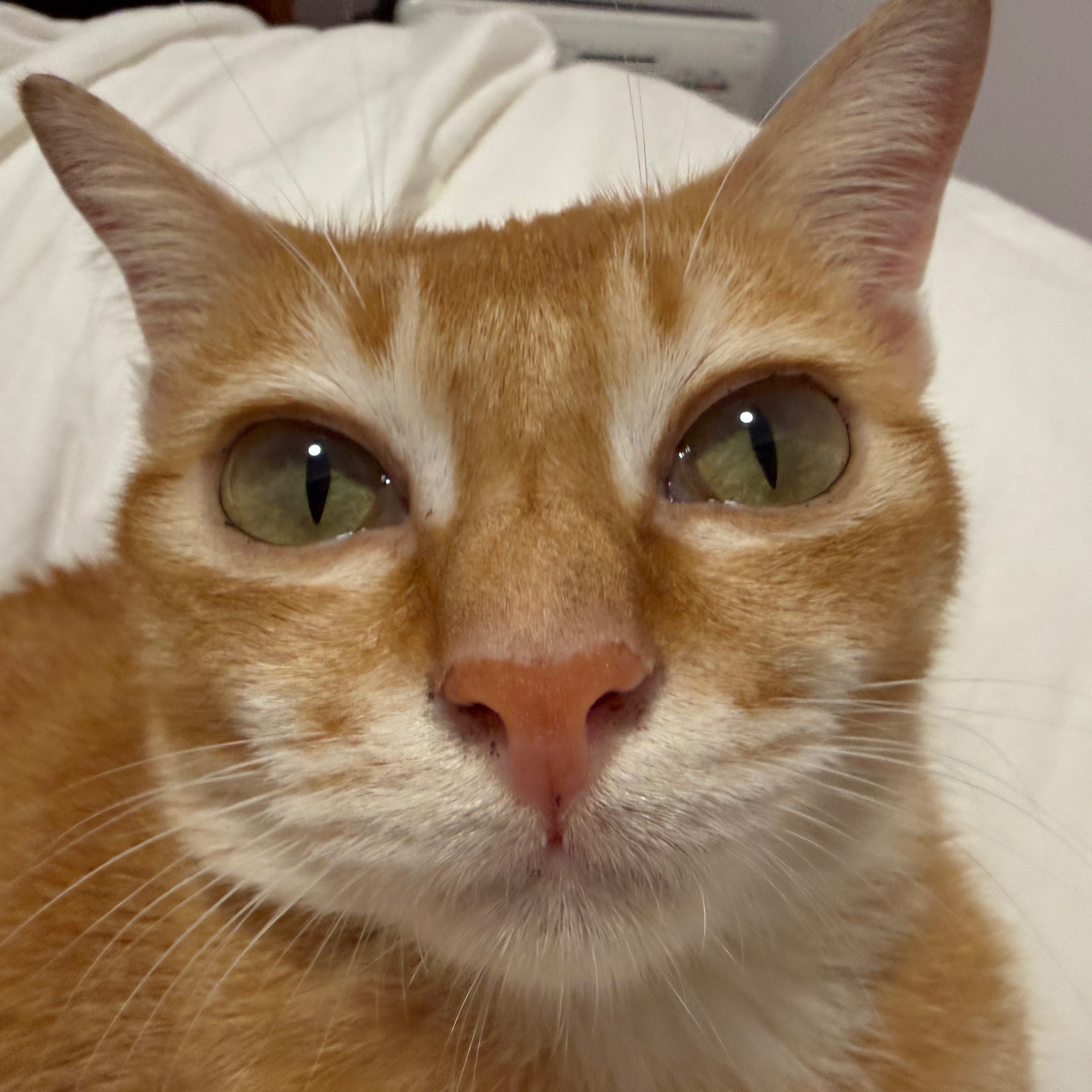 Ginger