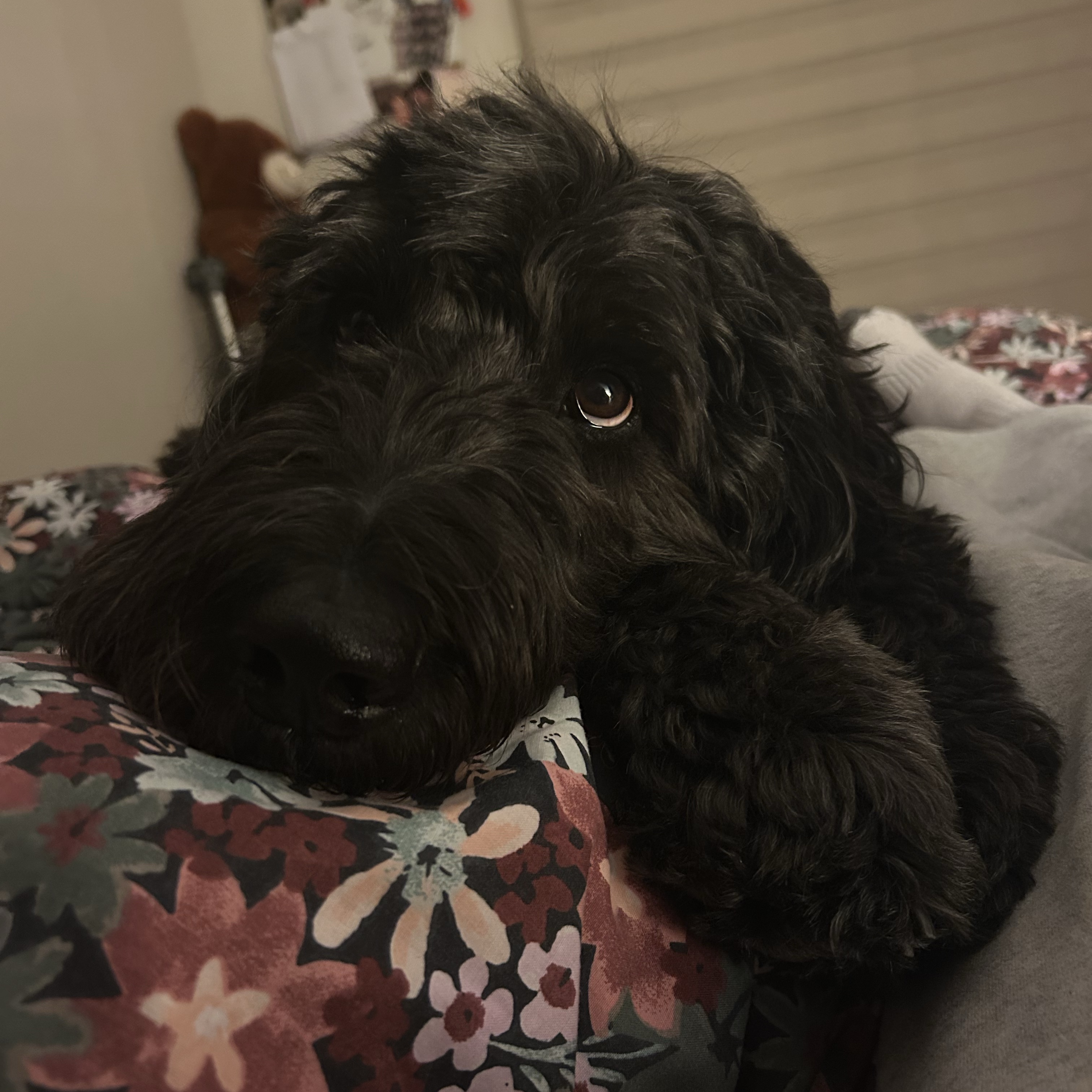 Remy