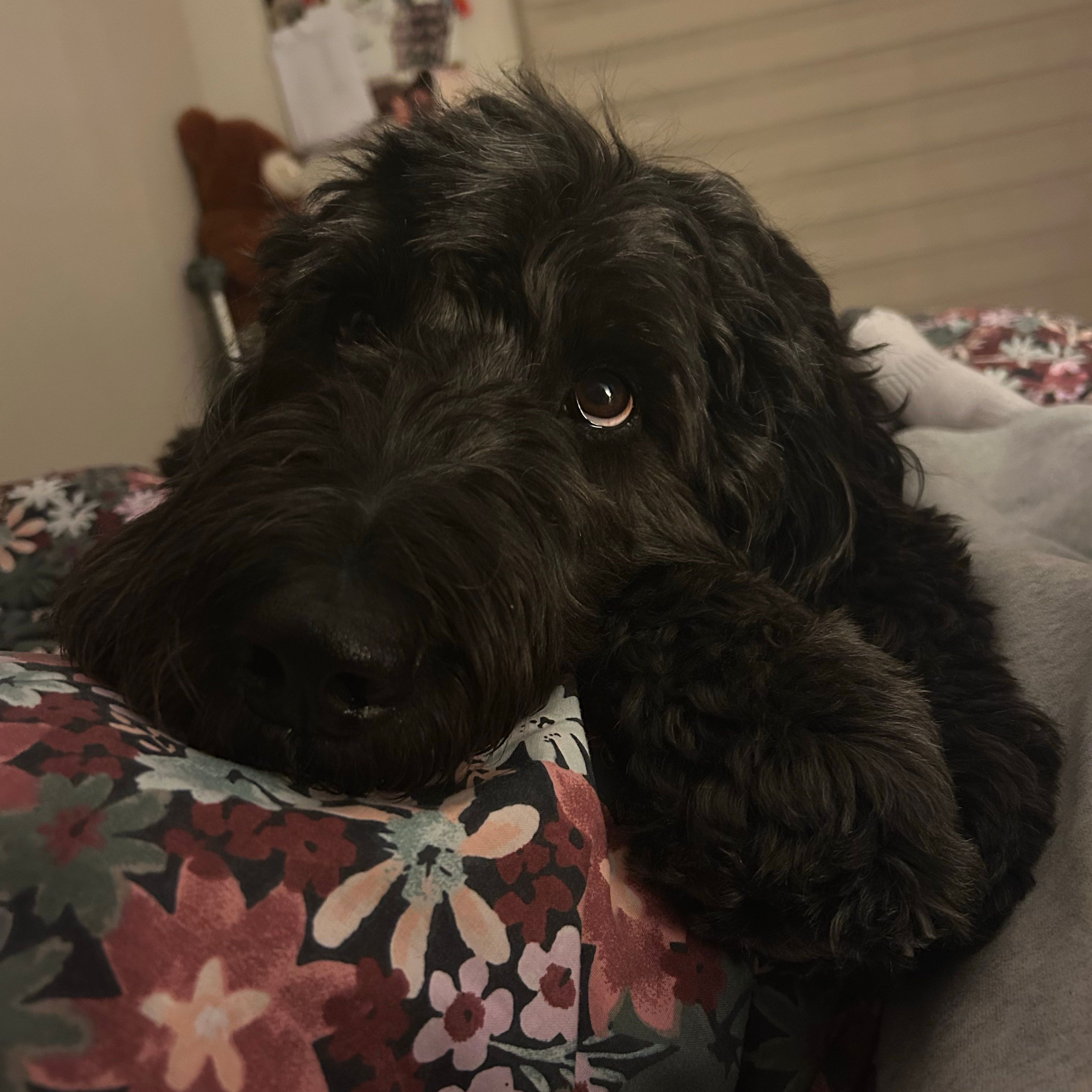Remy