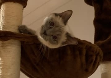 Millie