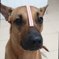 Scooby