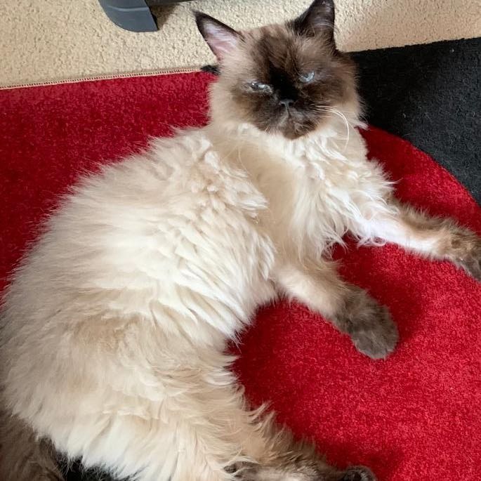 Minou