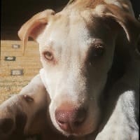 Yogi