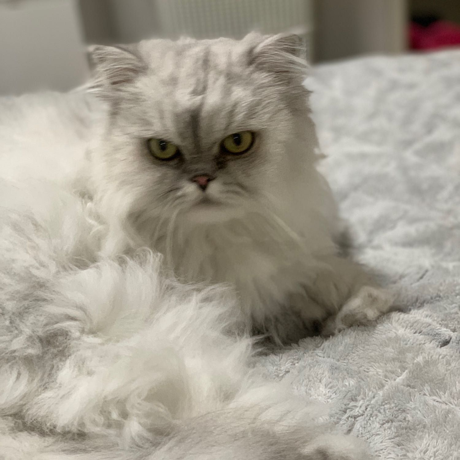 Milo