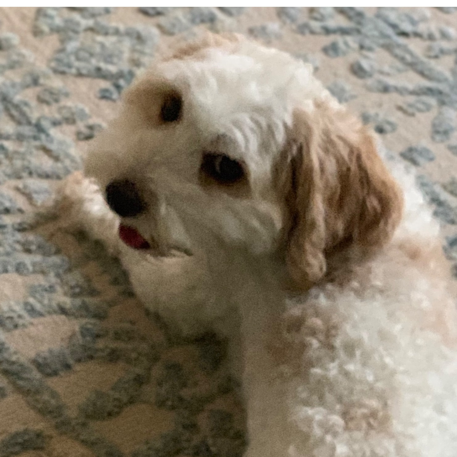 LEO
