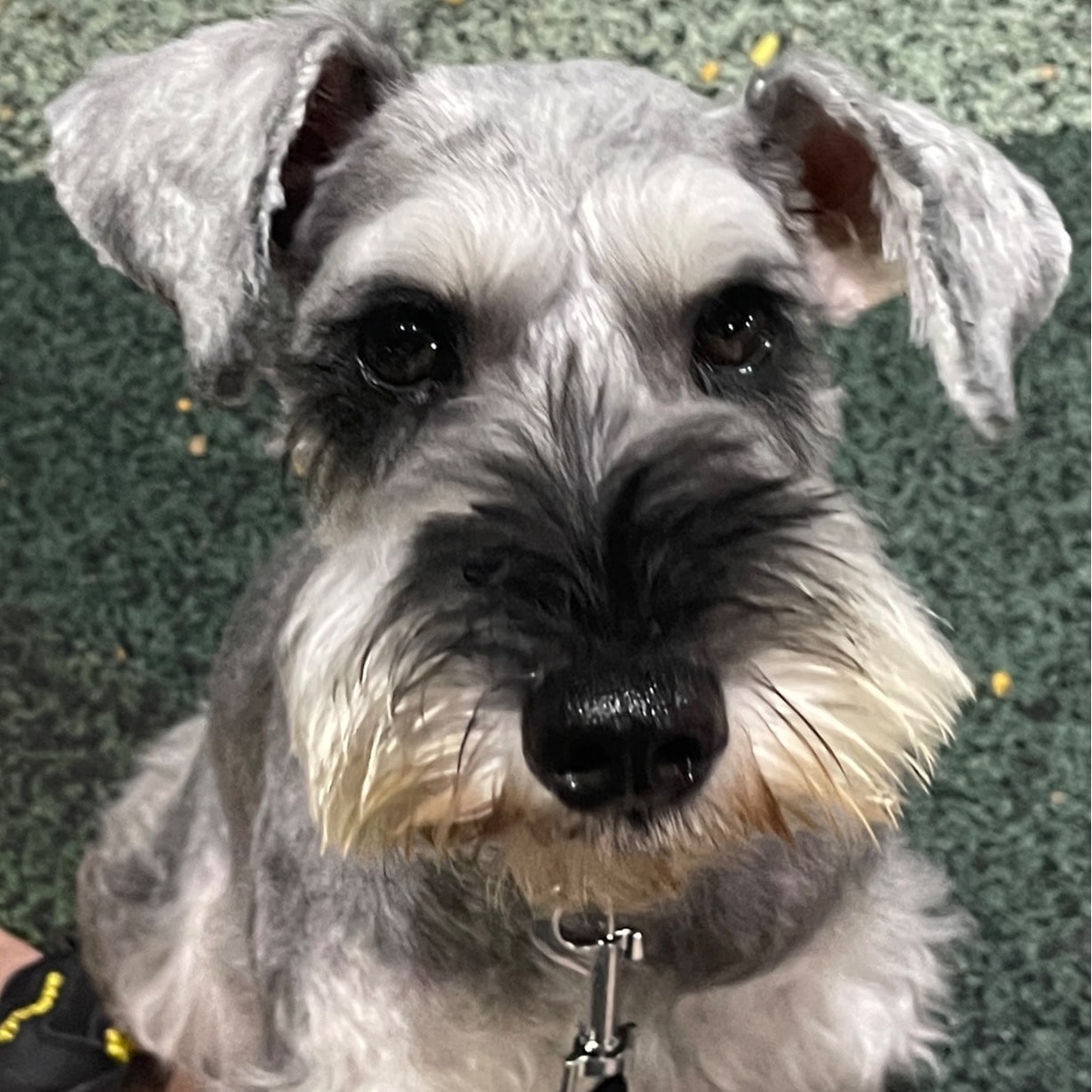 Milo