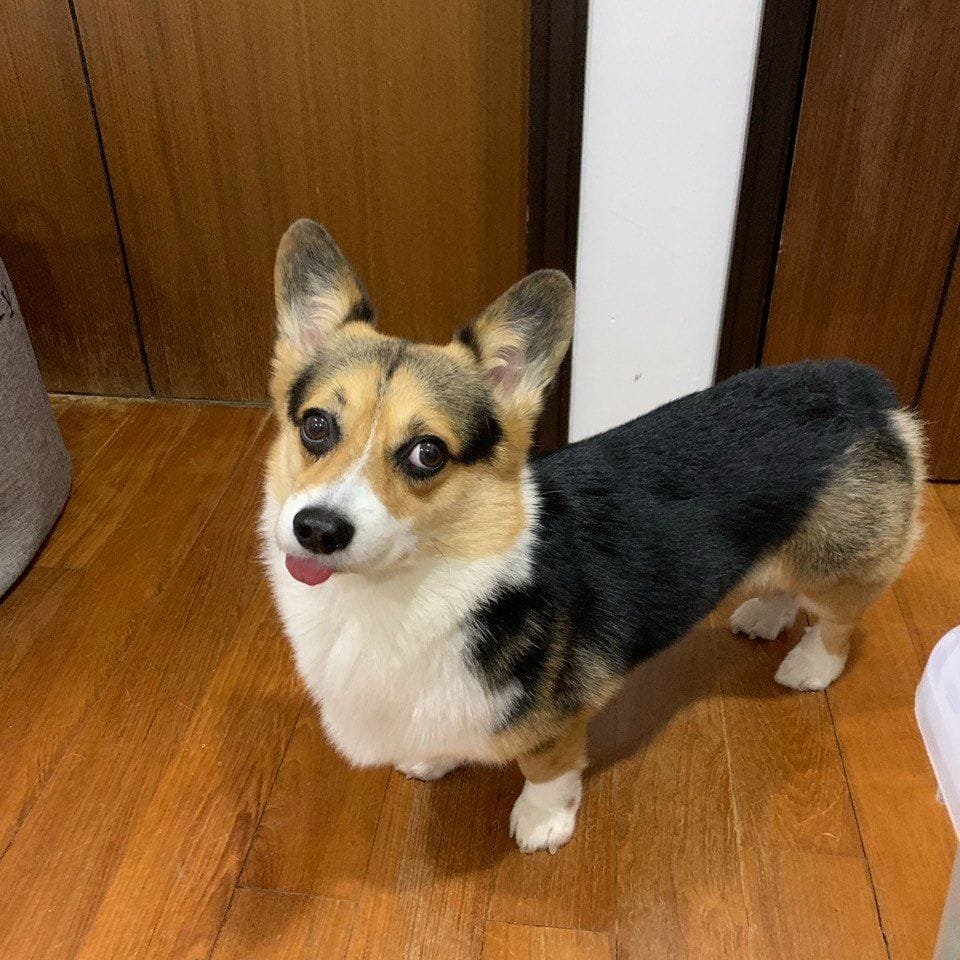 Taco