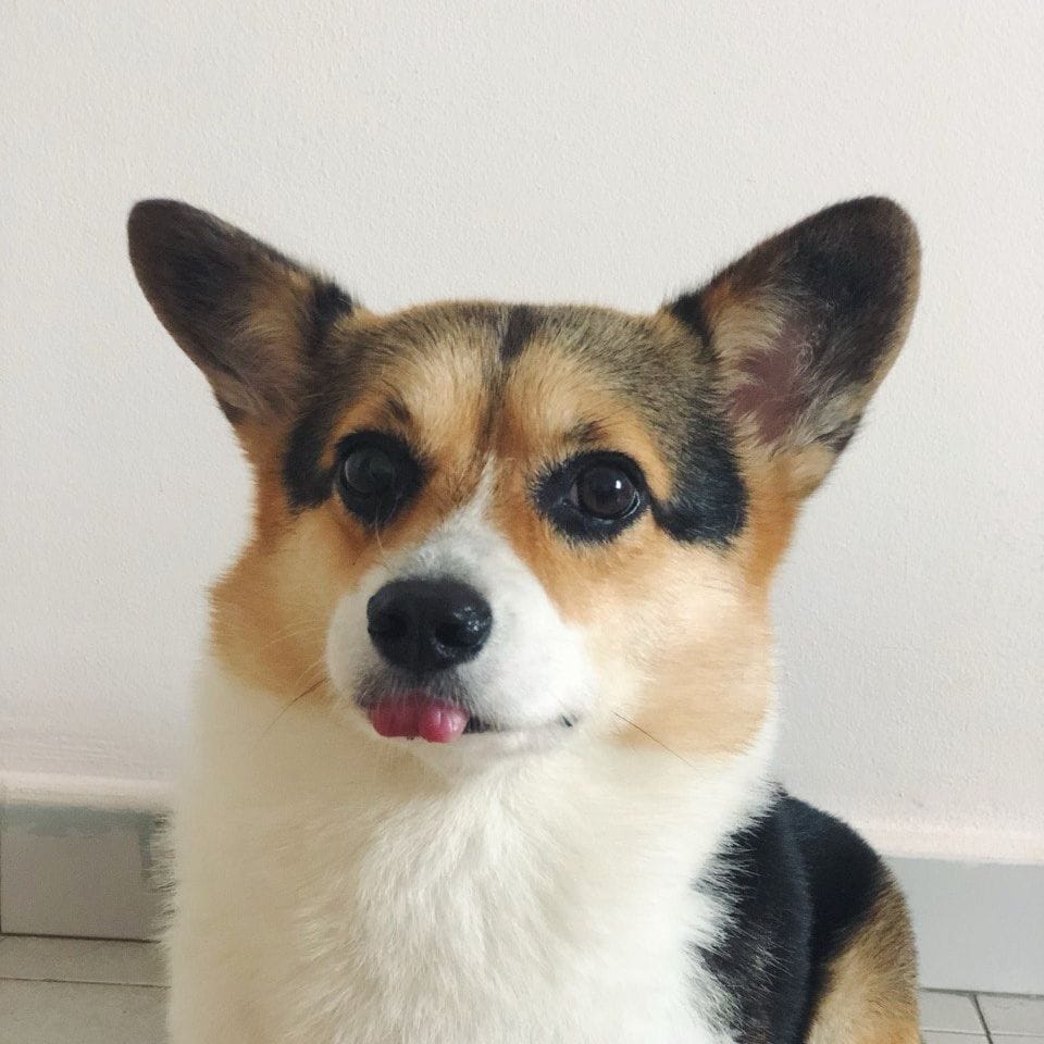 Taco