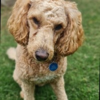 Arlo