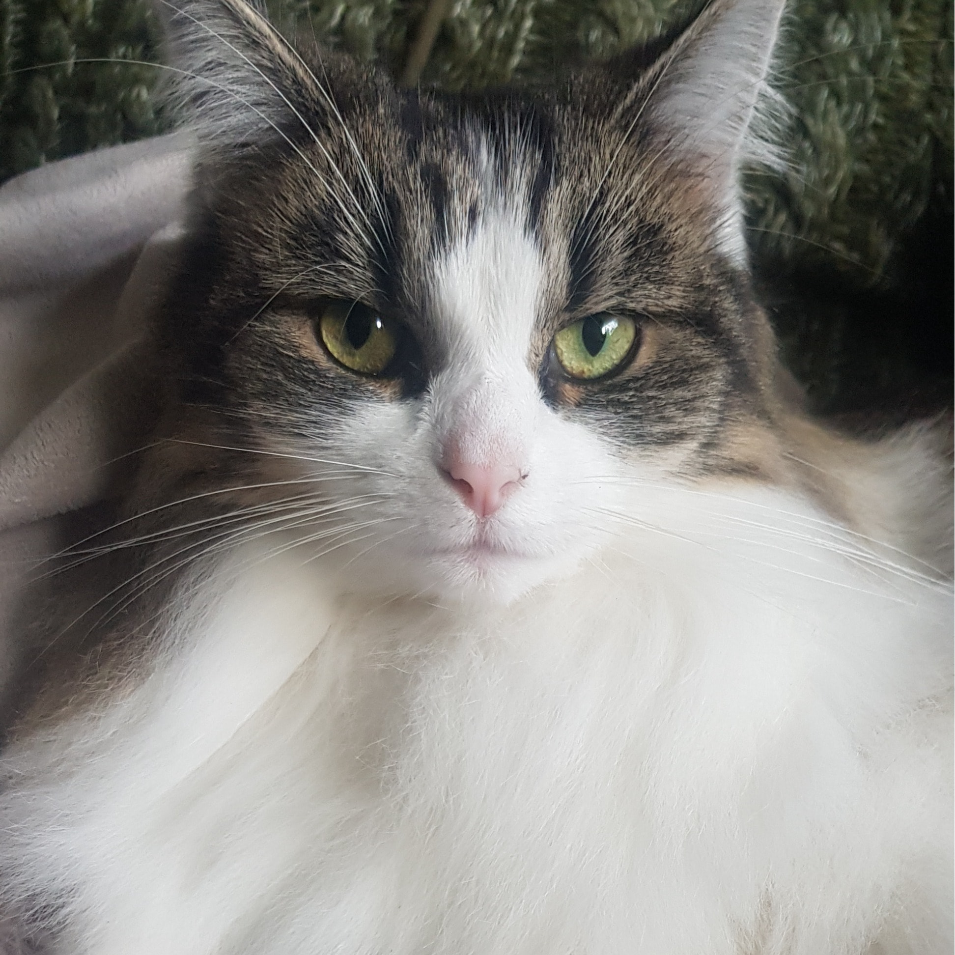 Octavia