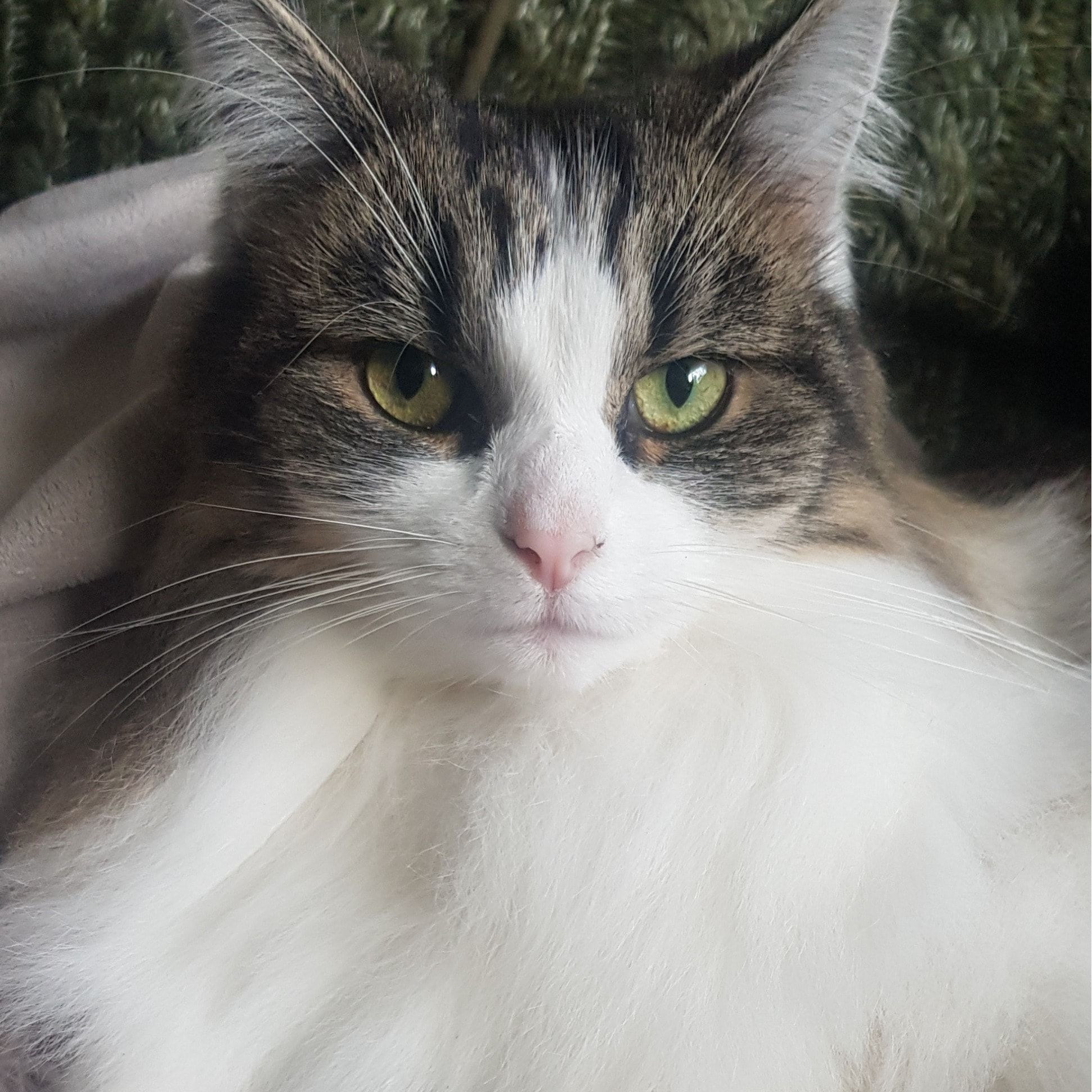 Octavia