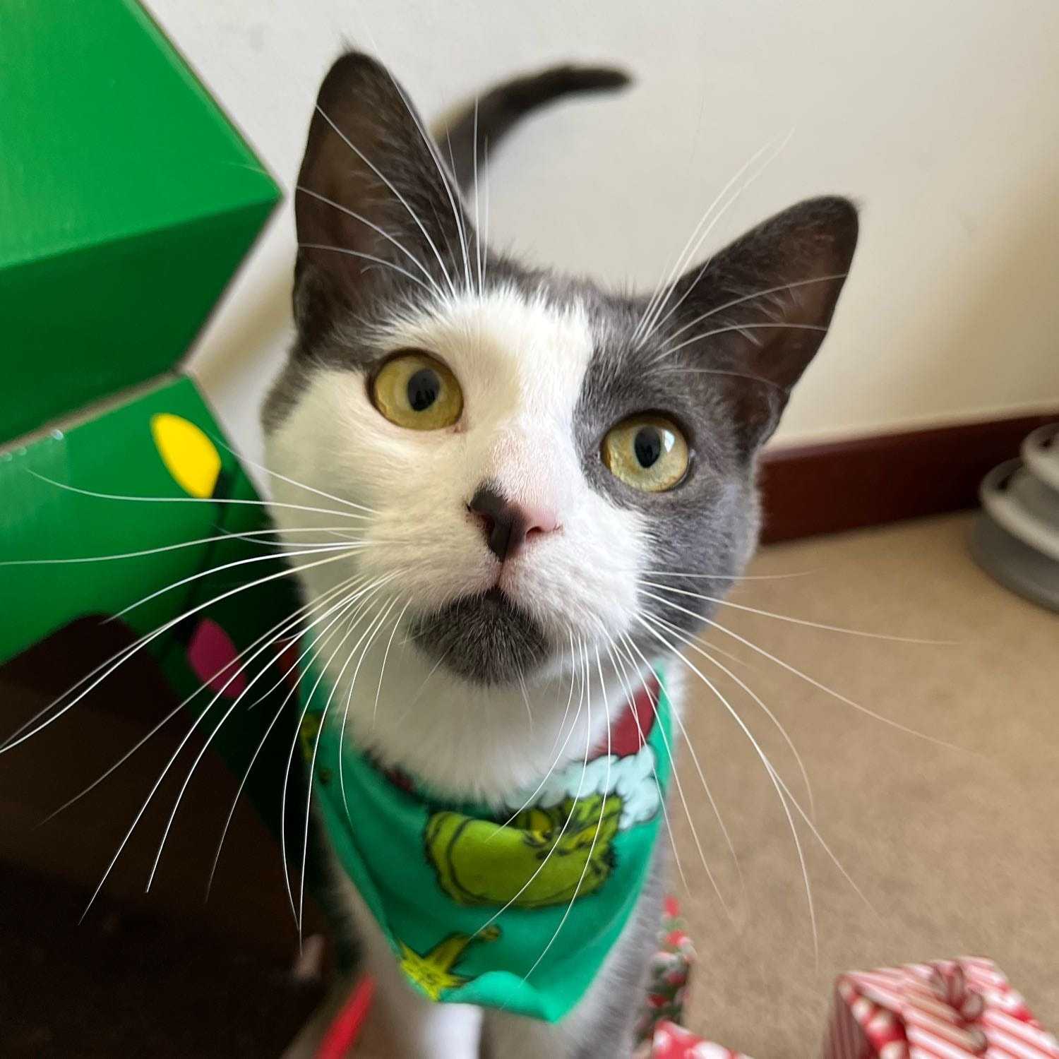 Pup - Foster Fail đč