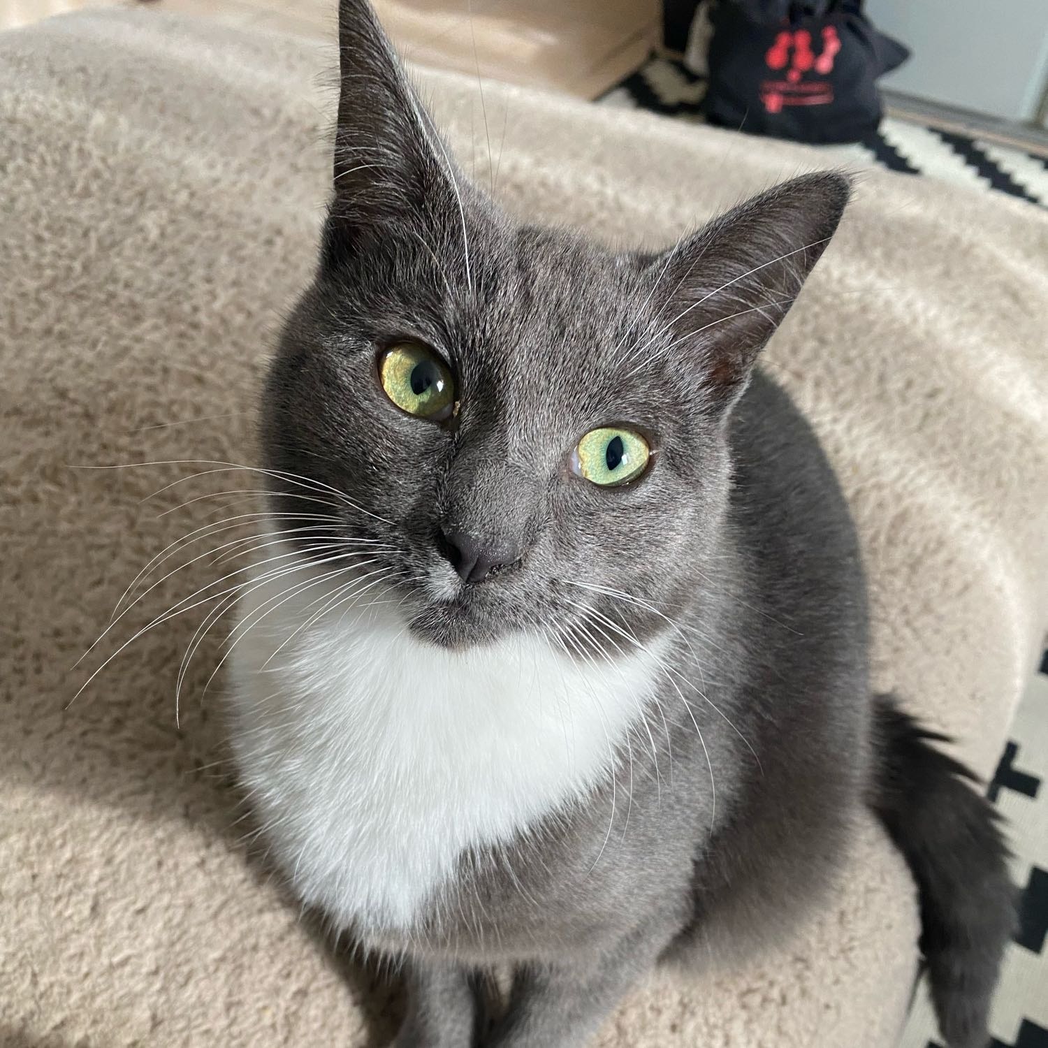 Bear - Foster Fail 😹