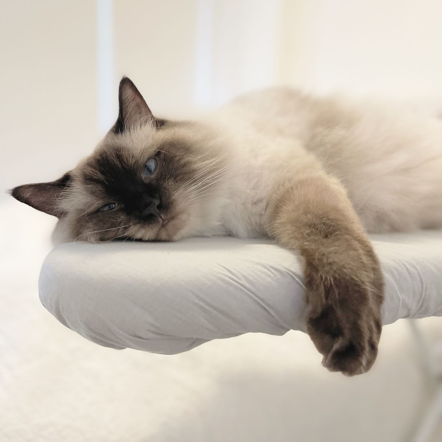 Nala